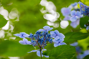 青い美しい紫陽花のマクロイメージ