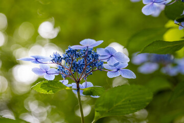 青い美しい紫陽花のマクロイメージ