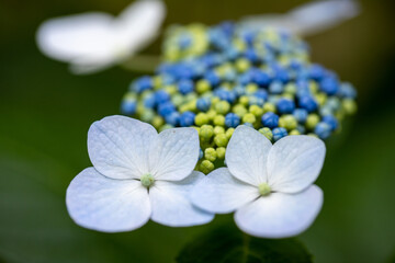 青い美しい紫陽花のマクロイメージ