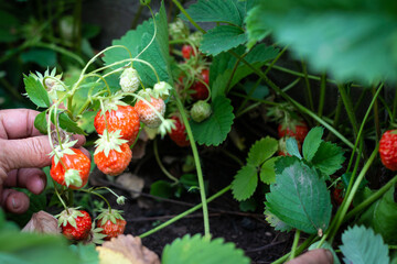 Obraz na płótnie Canvas homegrown sweet strawberry bush in the garden
