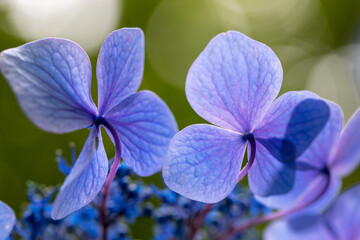 青い美しい紫陽花のマクロイメージ