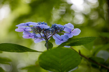 青い美しい紫陽花のマクロイメージ