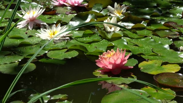 Pink water lily or lotus flower in beautiful garden pond. Petals of water lily are reflected in water as in mirror. Closeup of flower. Magic pond in landscaped garden.