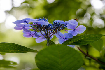 青い美しい紫陽花のマクロイメージ