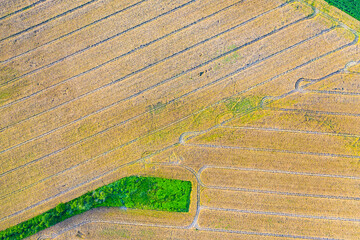 Abstract geometric shapes of agricultural parcels of different crops in yellow and green colors....