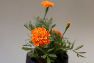 Tagetes erecta or marigold on a black pot with grey background negative space. Floral design elements.