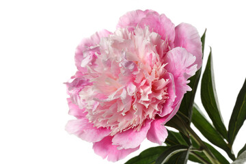 Gently pink peony flower isolated on white background.