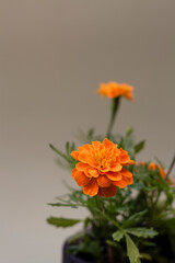 Vertical shot of Tagetes erecta or marigold on a black pot with grey background negative space. Floral design elements.