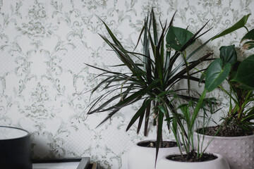 Various beautiful green plants in pots on white