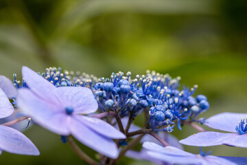 青い美しい紫陽花のマクロイメージ