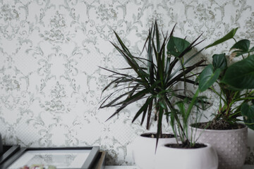 Various beautiful green plants in pots on white