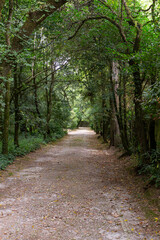 Ground path in the park