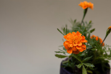 Tagetes erecta or marigold stills with grey background negative space. Floral design elements.