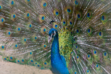 Obraz premium A beautiful male peacock fluffed a colorful multicolored tail