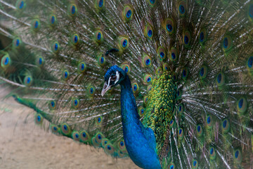 Fototapeta premium A beautiful male peacock fluffed a colorful multicolored tail