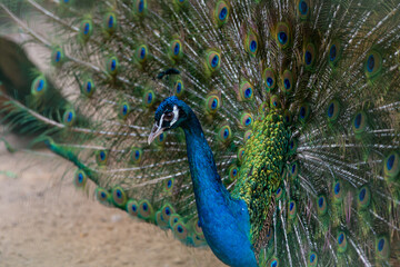 Naklejka premium A beautiful male peacock fluffed a colorful multicolored tail