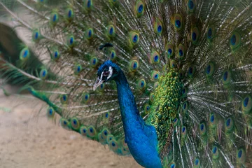 Fotobehang A beautiful male peacock fluffed a colorful multicolored tail © sytnik