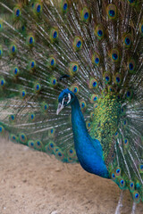Obraz premium A beautiful male peacock fluffed a colorful multicolored tail