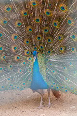 Naklejka premium A beautiful male peacock fluffed a colorful multicolored tail