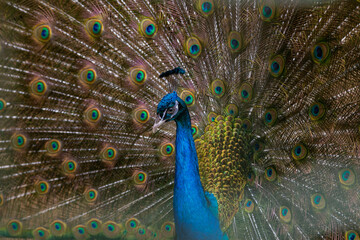 Fototapeta na wymiar A beautiful male peacock fluffed a colorful multicolored tail