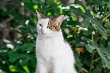 Naklejka na ściany i meble Stray cat in front of blurred background
