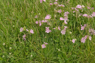 Summer Flowering Pale Pink Musk Mallow Wildflower (Malva moschata) Growing on a Grassy Verge in Rural Devon, England, UK