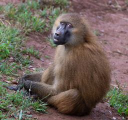 Monkey guinea baboon sitting on the ground
