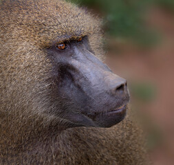 Portrait of monkey guinea baboon