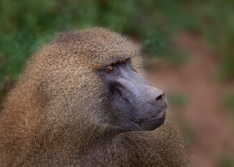 Portrait of monkey guinea baboon