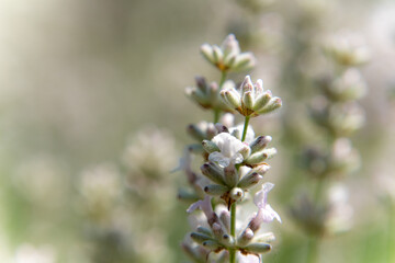ファーム富田の白いラベンダー
