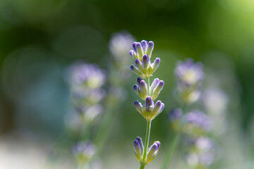 ファーム富田オオムラサキラベンダー
