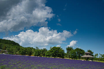 7月のファーム富田
