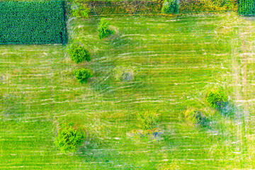 Vertical stripes of agricultural parcels of different crops. Aerial view shoot from drone directly above field