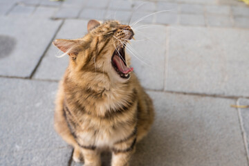 Fototapeta premium Orange stray cat yawn on street