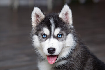 Siberian husky puppies with blue eyes looks at the photographer.Close up