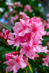 Blossoming pink flowers of oleander in garden at sunny day