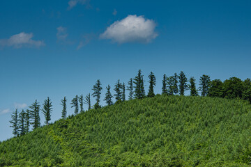 Fototapeta na wymiar 7月の富良野のぽっかり雲と影絵のような丘