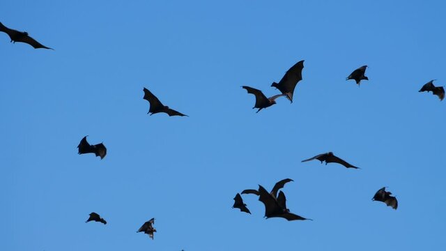 Following a single flying fox (bat) flying beneath a blue sky past other bats
