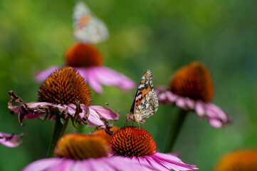 Vanessa cardui butterfly sitting on Echinacea purpurea flowering plant, eastern purple coneflower in bloom