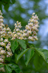 Aesculus hippocastanum horse chestnut tree in bloom, group of white flowering flowers on branches