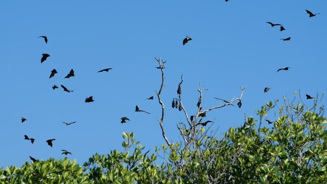 Sunda and Malayan flying foxes (bats) flying above mangrove trees and one landing, under a blue sky in Indonesia