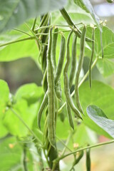Stangenbohnen