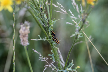 Wildlife Sanctuary Höltigbaum - caterpillar