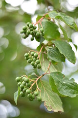 Hartriegel (Cornus) - unreife Früchte