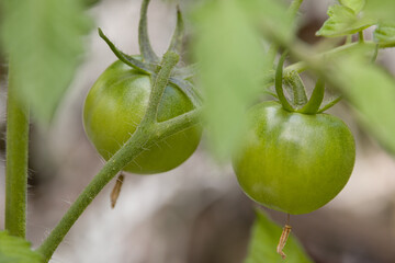 two still green tomatoes of an old cultivar at a tomato plant