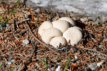 Junge Flaschen-Stäublinge im Wald