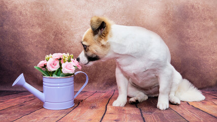 A cross with a Jack Russell Terrier. The dog was carried away by a bouquet of flowers in a watering can