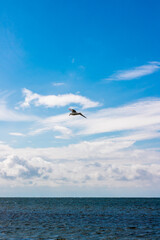 Fototapeta na wymiar Möwe fliegt am Meer unter blauem himmel mit wenigen wolken