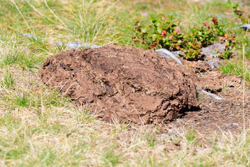 Kuhfladen in den Alpen