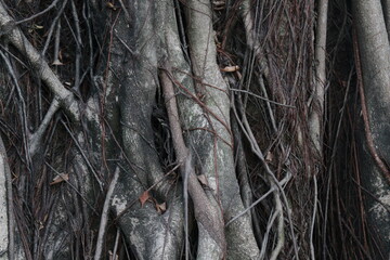 tree roots in the Park